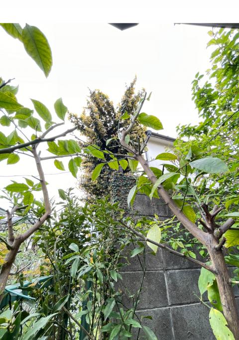 品川区の戸建てでお隣から蔦が発生してる様子