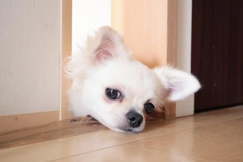 ペットと暮らす水回り写真