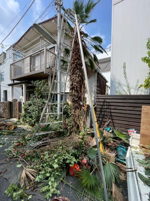 武蔵小山で外装改修工事間えの剪定作業後の写真