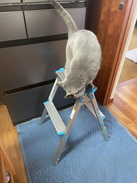 目黒区大岡山で猫脱走防止の引き戸を設置する猫ちゃんの写真