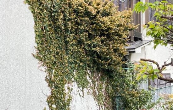 品川区の戸建で外壁に生えてしまった蔦の撤去ご相談に伺いました