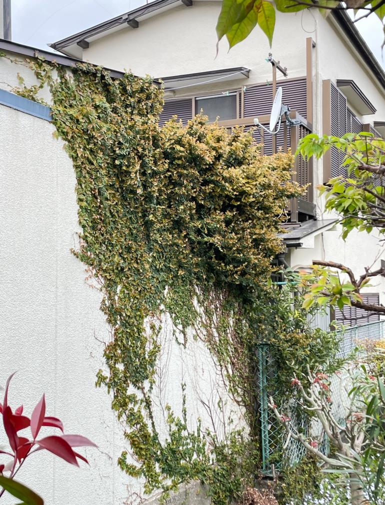 品川区の戸建ての外壁の蔦撤去ご相談写真