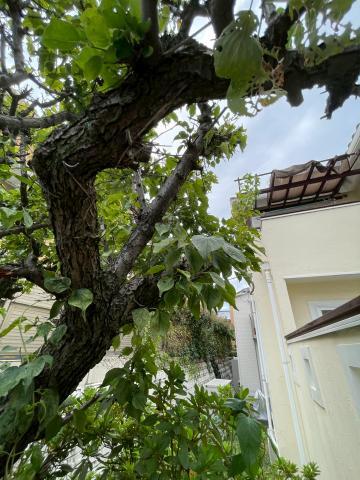 目黒区目黒本町で外壁工事事前剪定する木の写真